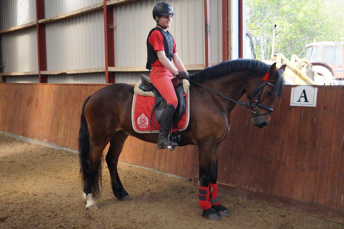 Welsh Cob (sec D) H. A´kato billede 1