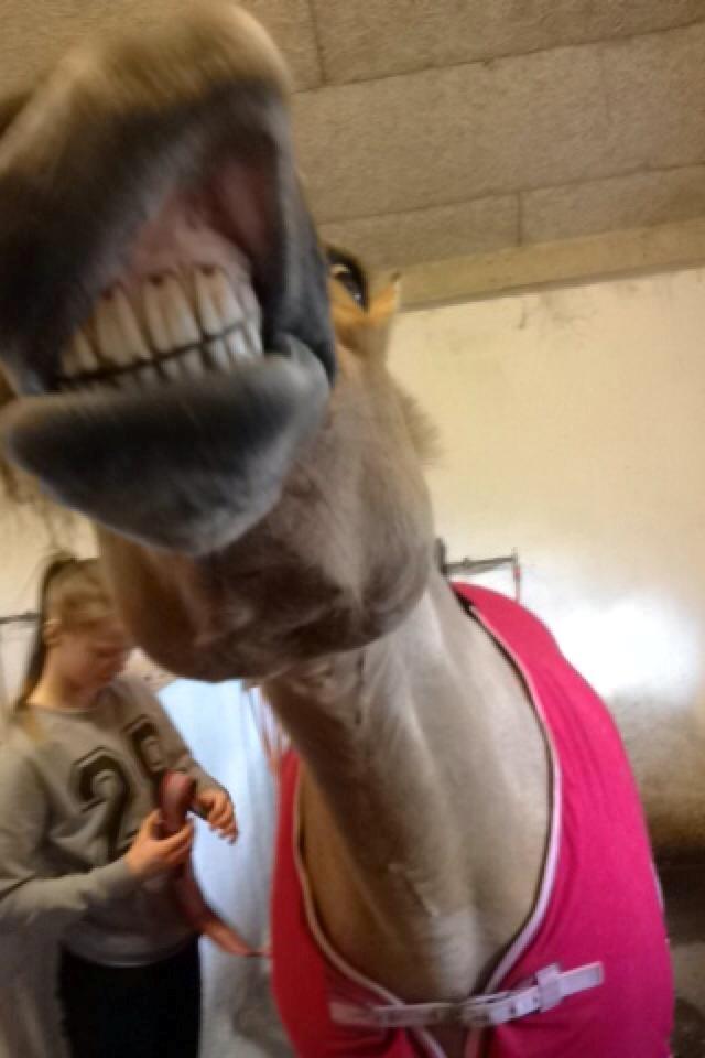 Anden særlig race Joker AKA Jokke billede 1