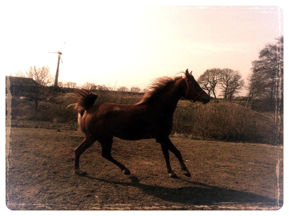 Arabisk fuldblod (OX) KI Gharib ox *Ribber* - *SOLGT* billede 30