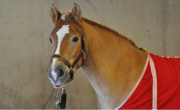 Haflinger My Fair Lady - Billedet lånt af Heidi Jensen billede 4