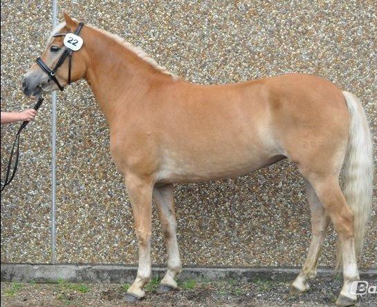 Haflinger My Fair Lady - Velkommen til Lady´s profil :) billede 2