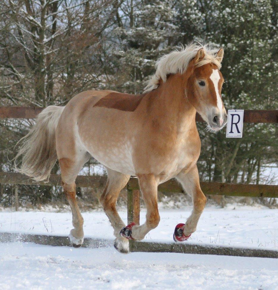 Haflinger My Fair Lady - Billedet lånt af Heidi Jensen billede 3