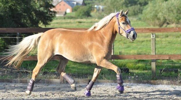 Haflinger My Fair Lady - Billedet lånt af Heidi Jensen billede 6