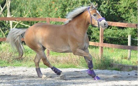 Haflinger My Fair Lady - Billedet lånt af Heidi Jensen billede 7