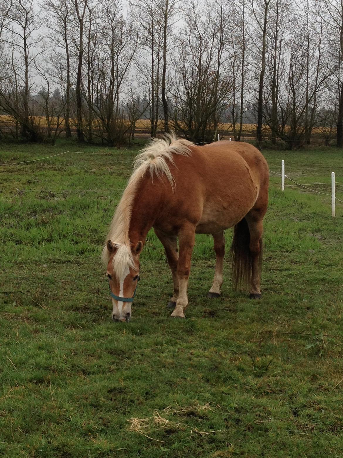 Haflinger My Fair Lady billede 11