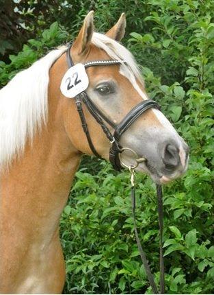 Haflinger My Fair Lady - Billedet lånt af Heidi Jensen billede 5