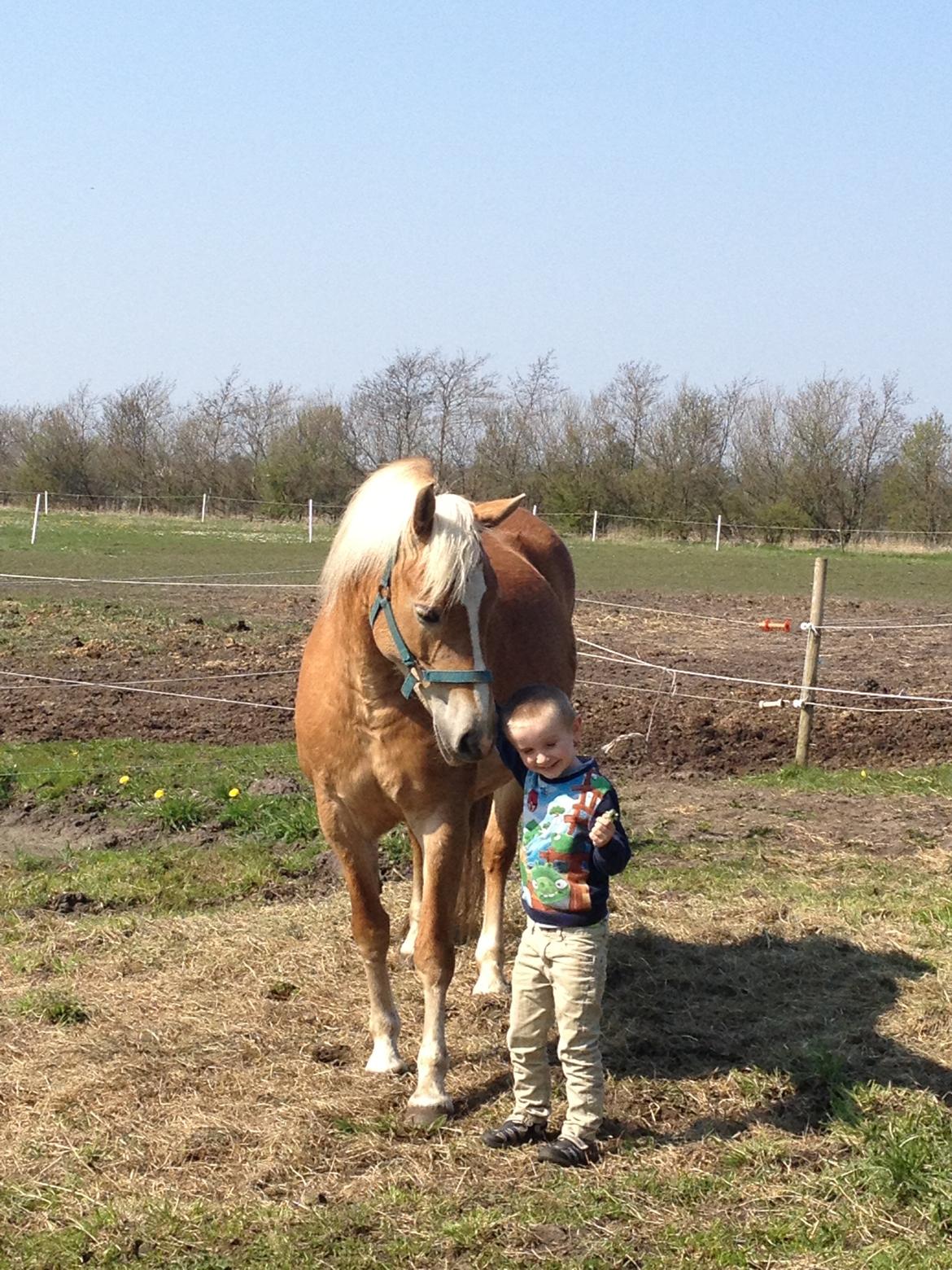 Haflinger My Fair Lady - Lady og Zander billede 9