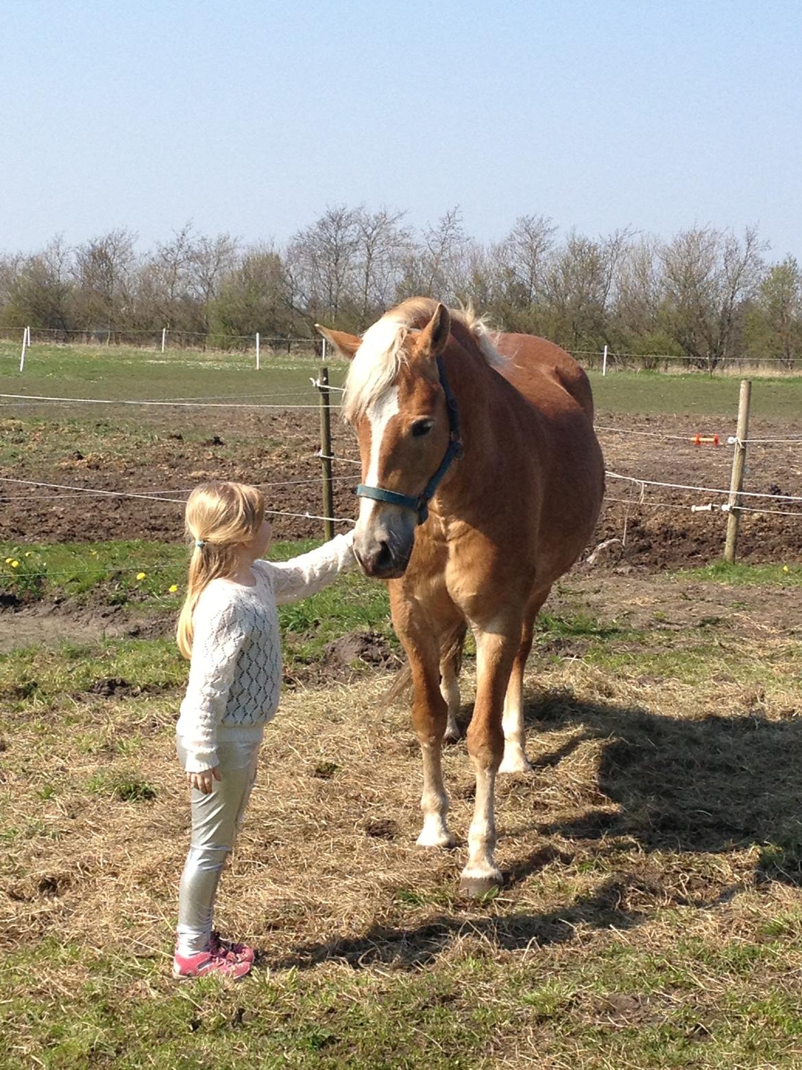 Haflinger My Fair Lady - Lady og Celina billede 10