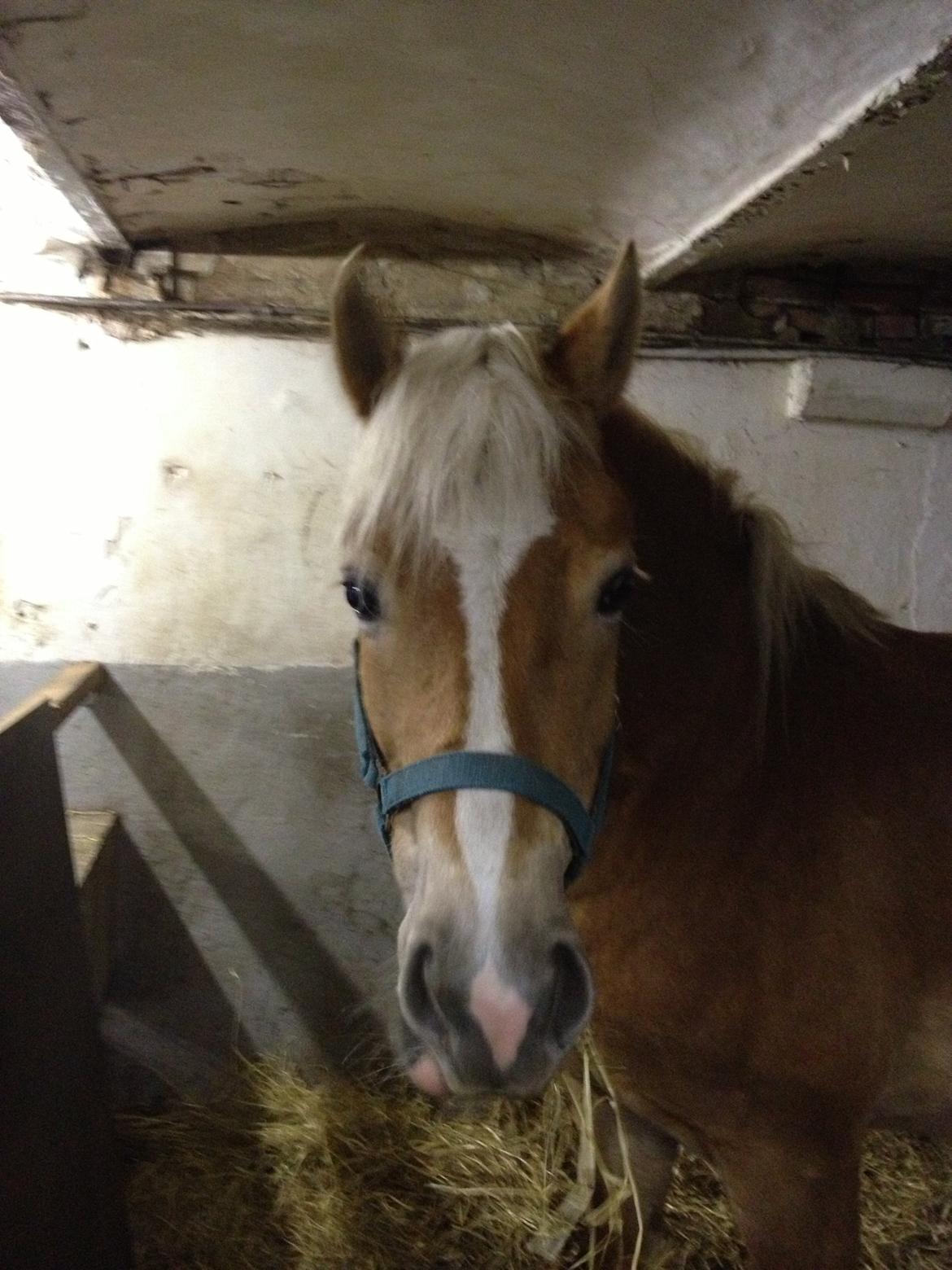 Haflinger My Fair Lady - Første aften hjemme :) billede 8