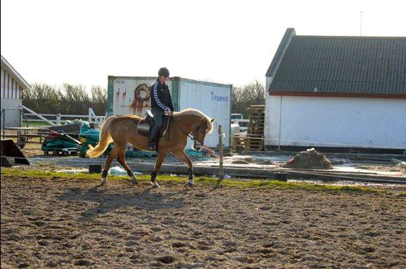 Haflinger Kousteds Ronja - hvis jeg skulle fortælle hele verden jeg elskede dig, ville jeg hviske det ind i dit øre for ronja du er hele min venden!<3 billede 7