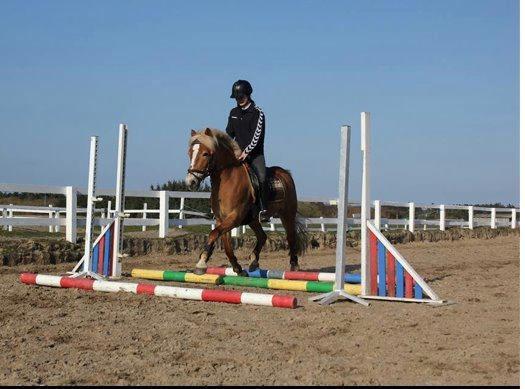 Haflinger Kousteds Ronja - min fantastiske TØZ!<3 billede 19