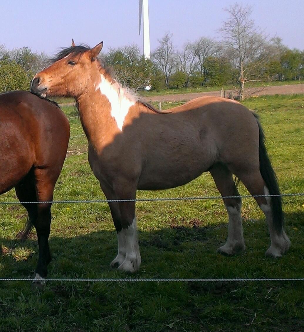 Anden særlig race Cody . - D.25-4-14. billede 2