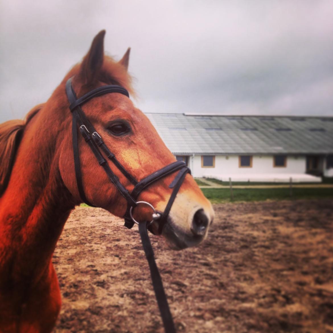 Anden særlig race Lykkelundens Jackpot<3 A pony billede 6