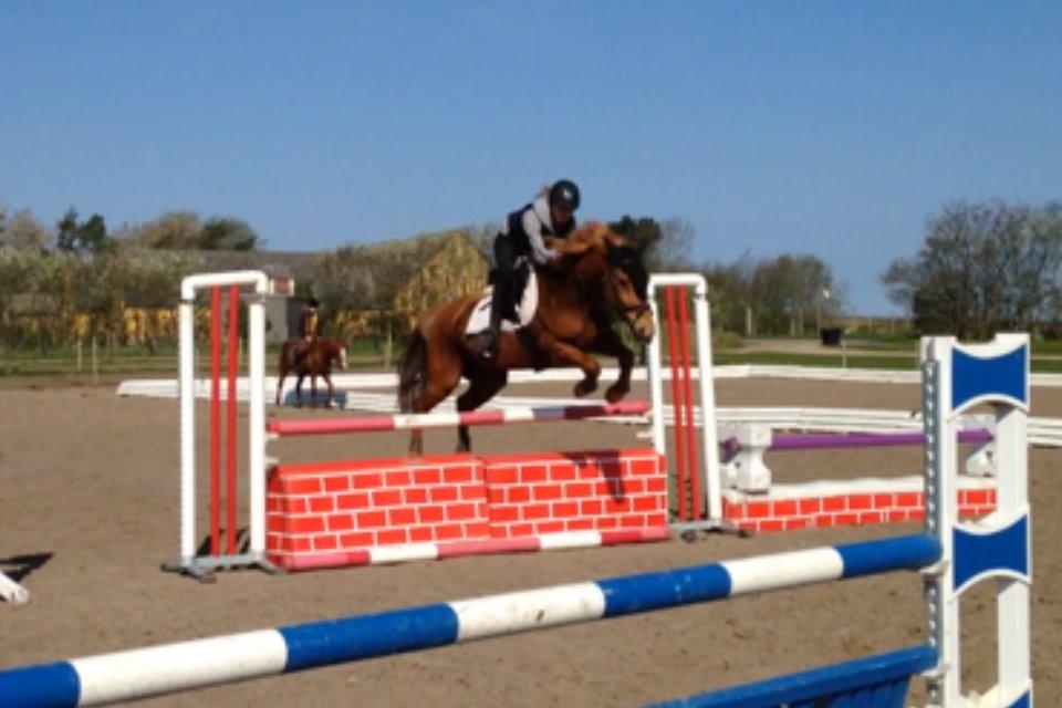 Anden særlig race Lykkelundens Jackpot<3 A pony - Springtræning d. 26-04-14 stjernen! billede 3