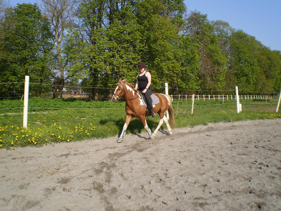 Anden særlig race Hidalgo *Drengerøven* - Lækker dreng :) 25 april 2014 billede 19