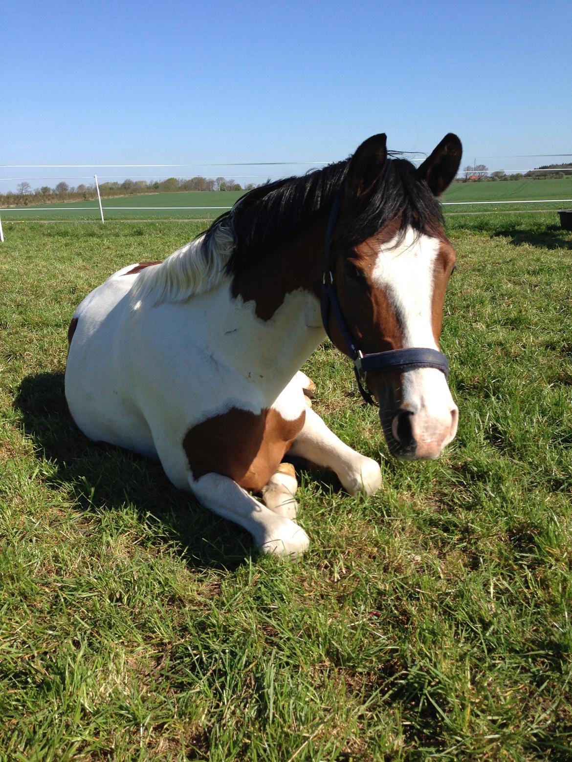 Pinto Soel'rings Chardonnay billede 15