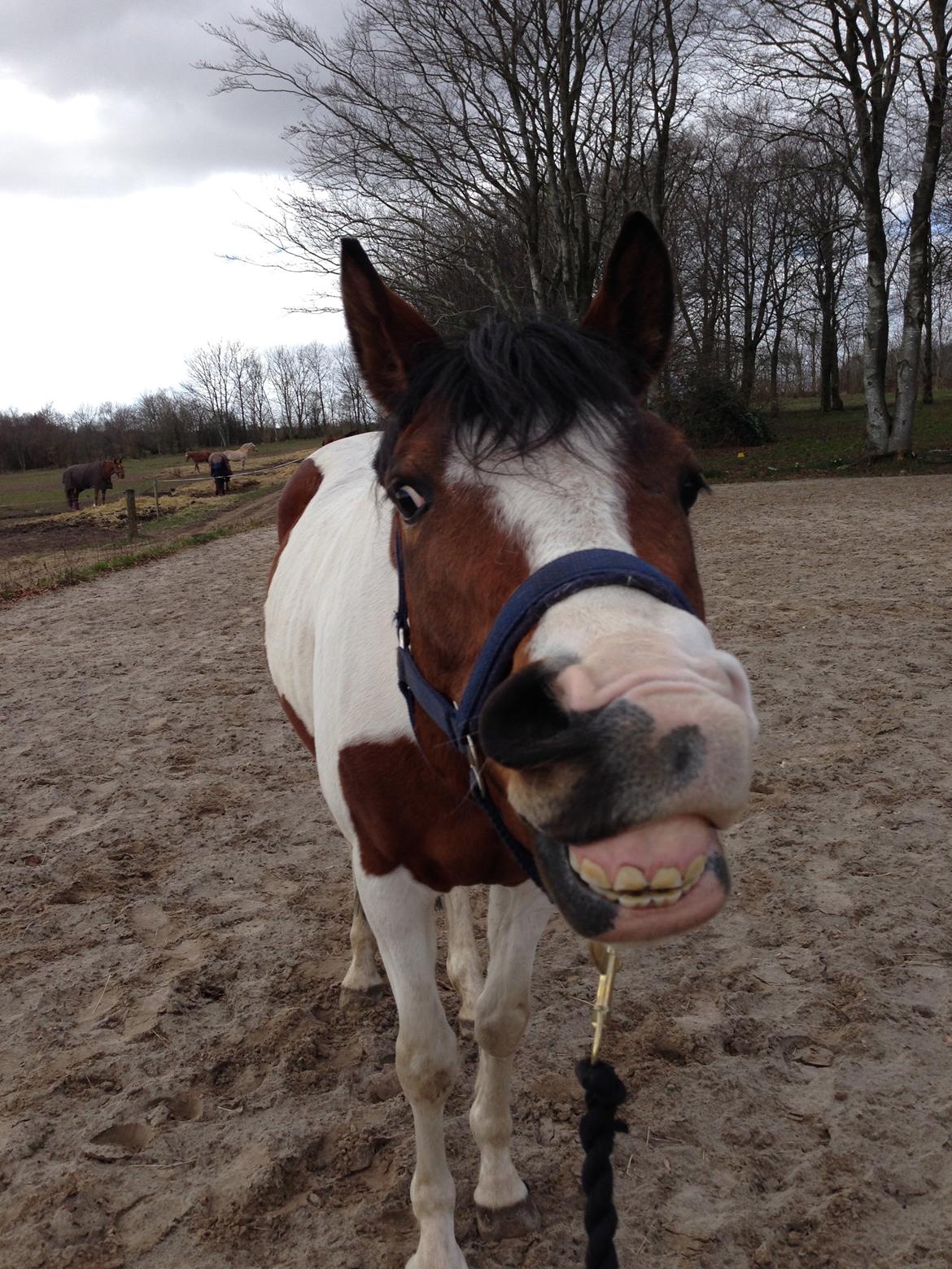 Pinto Soel'rings Chardonnay billede 16