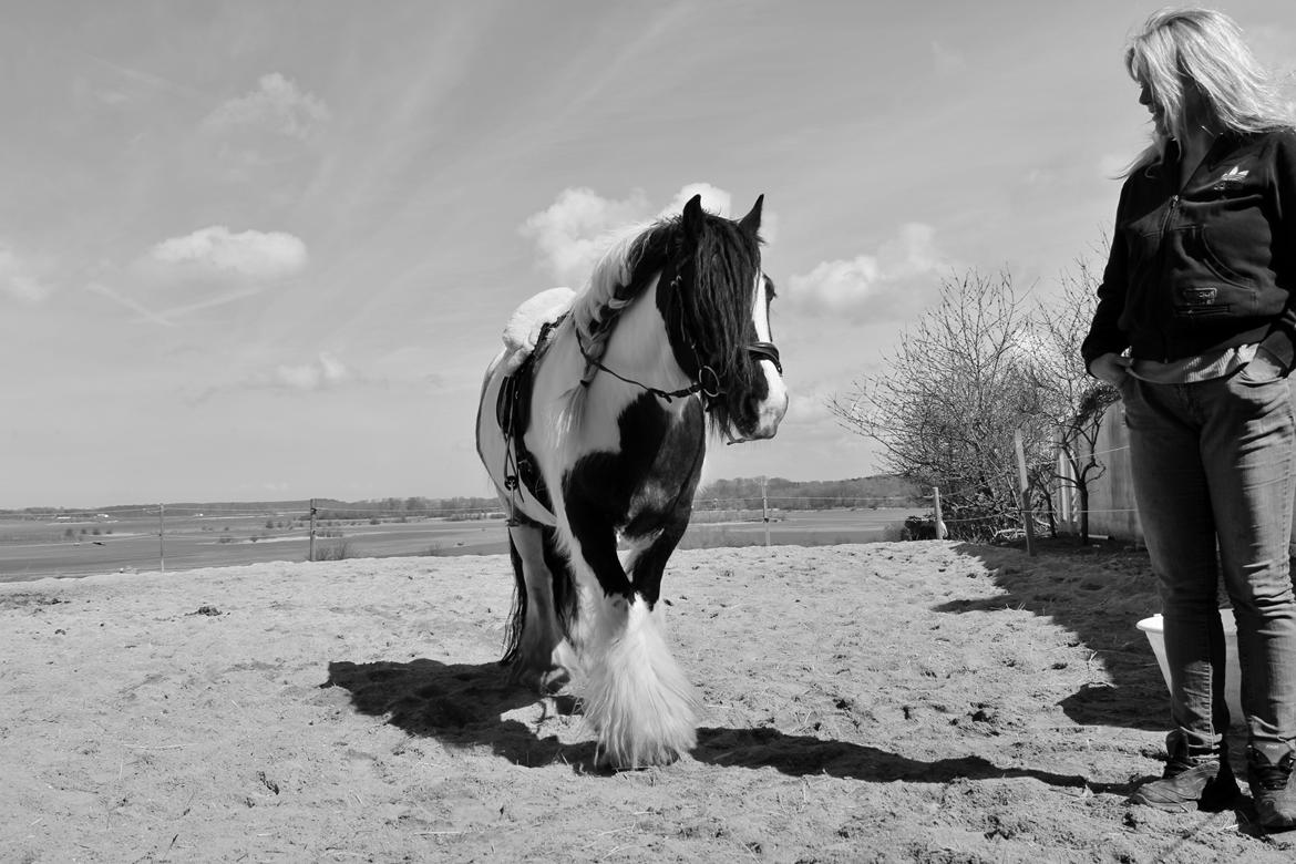 Tinker Lady Harmonie - Man er blevet så voksen og tilridningen er så småt igang :) April 2014 billede 4