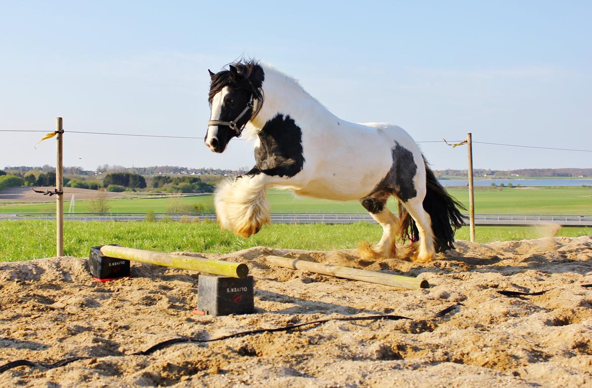 Tinker Lady Harmonie - Nåe man skulle hoppe over! Det kunne i da bare ha´ sagt ;) April 2014 billede 2