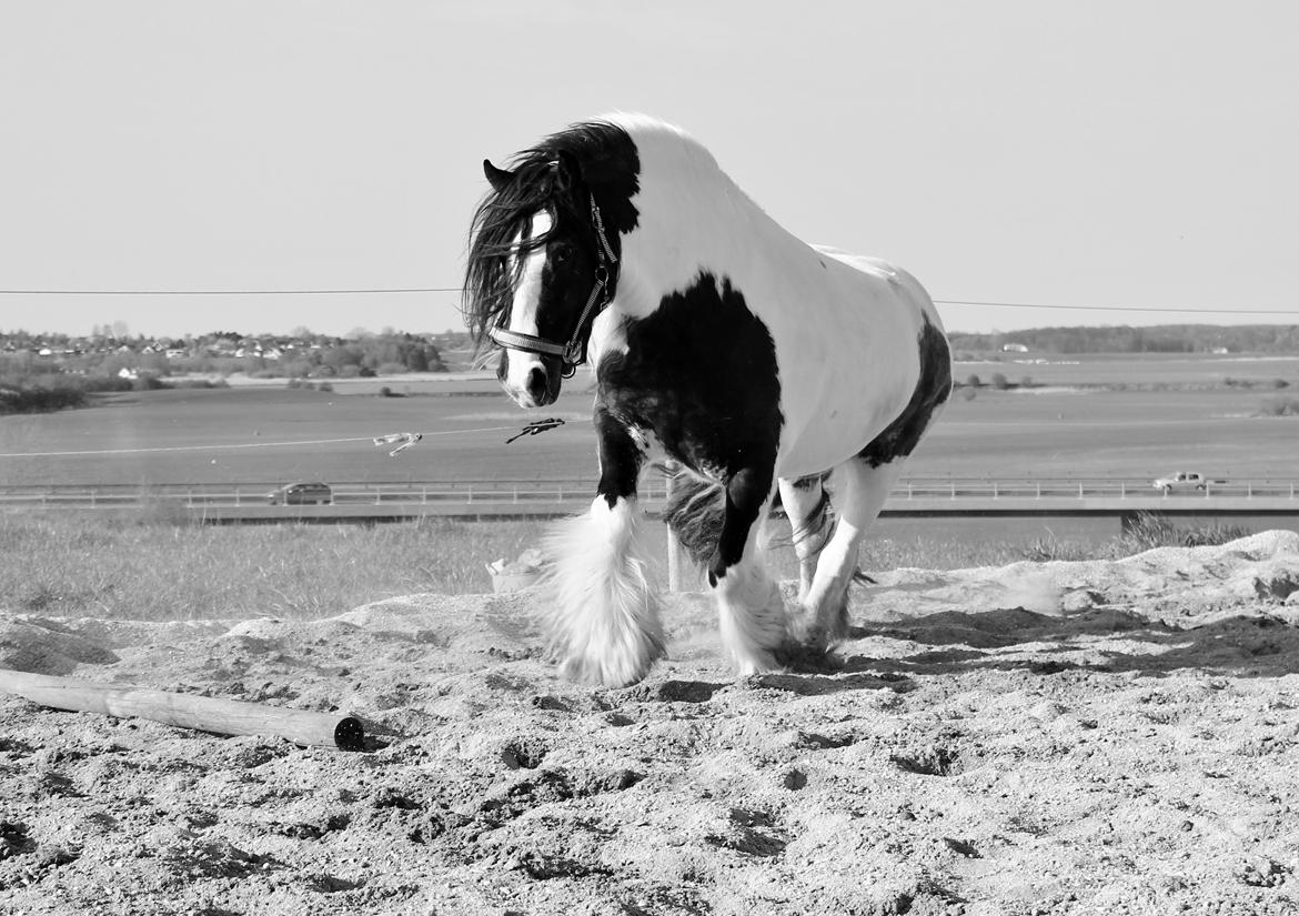 Tinker Lady Harmonie - Snyyydt :) April 2014 billede 19