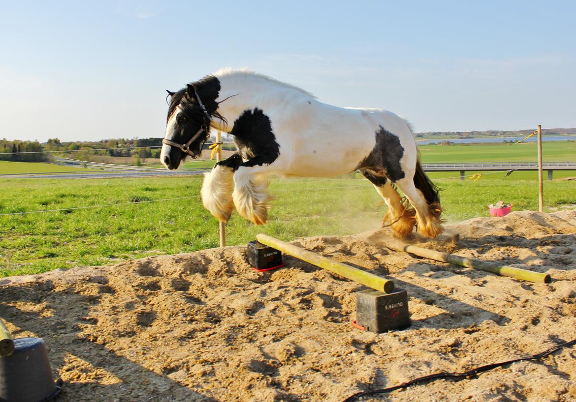 Tinker Lady Harmonie - I hopla :D April 2014 billede 9