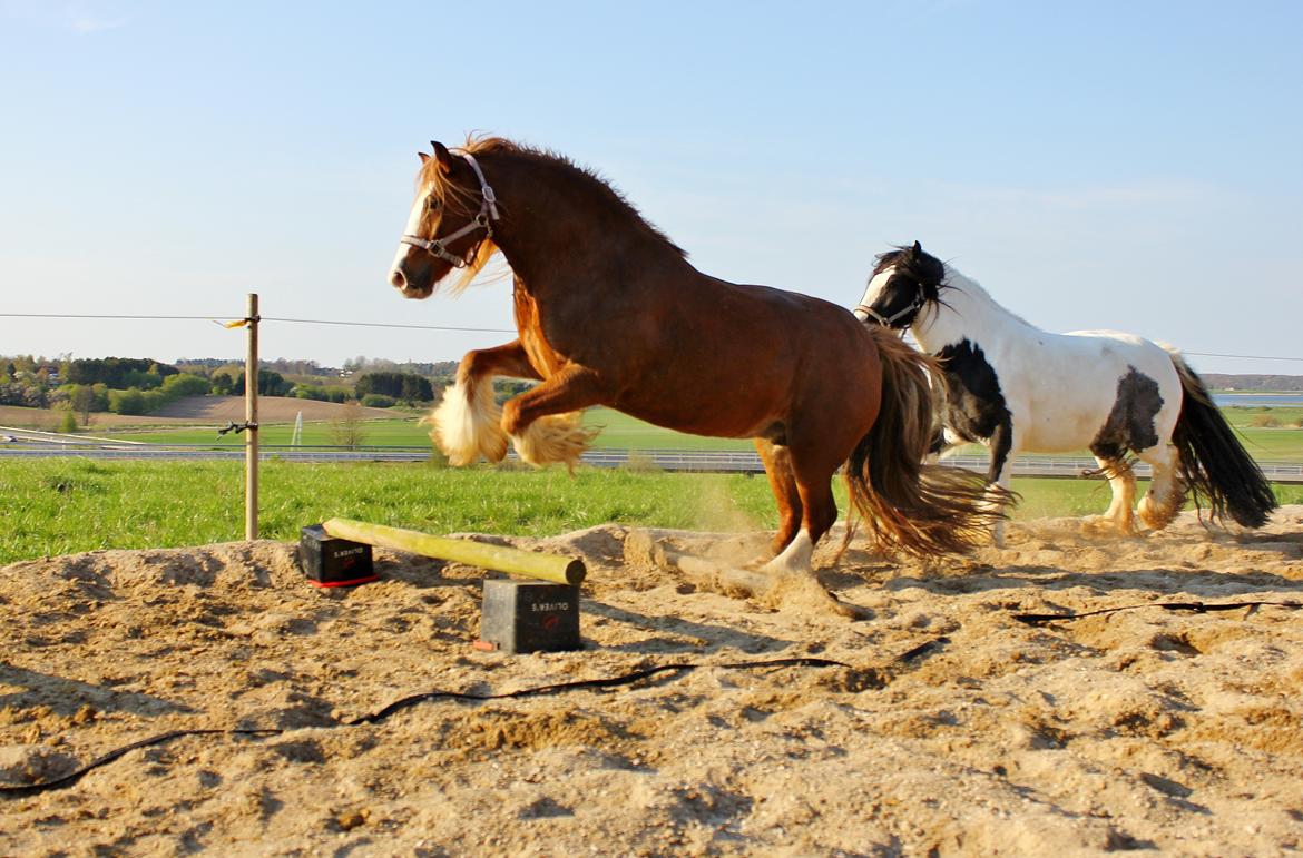 Tinker Red Aicha - Aicha viser lige Harmonie hvordan det skal gøres ;) April 2014 billede 18