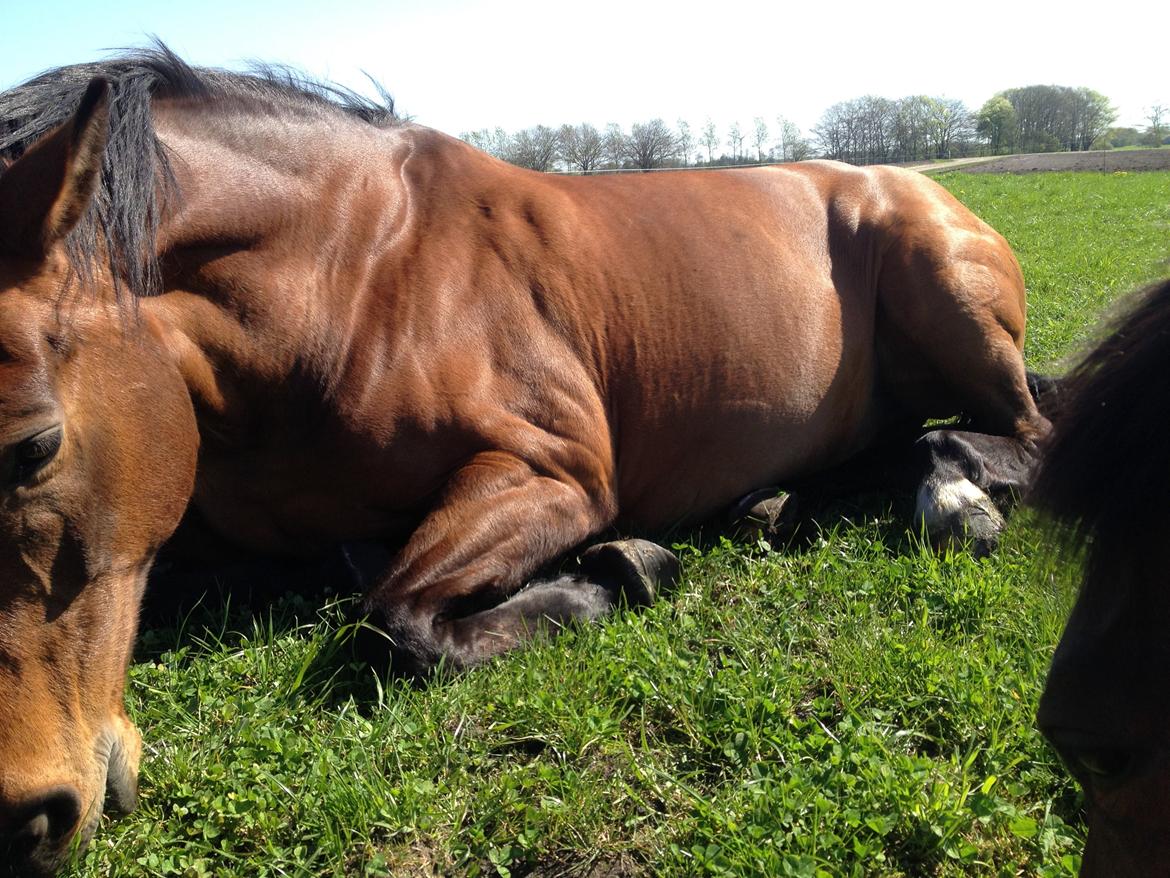 Dansk Varmblod Domingo F - Tager en slapper en sommerdag billede 1