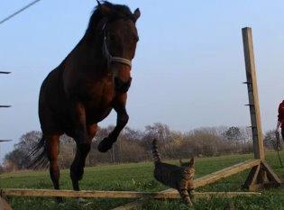 Fuldblod (XX) Trinity - Trinity springer med sin bedste ven, Walter - 2013 billede 3