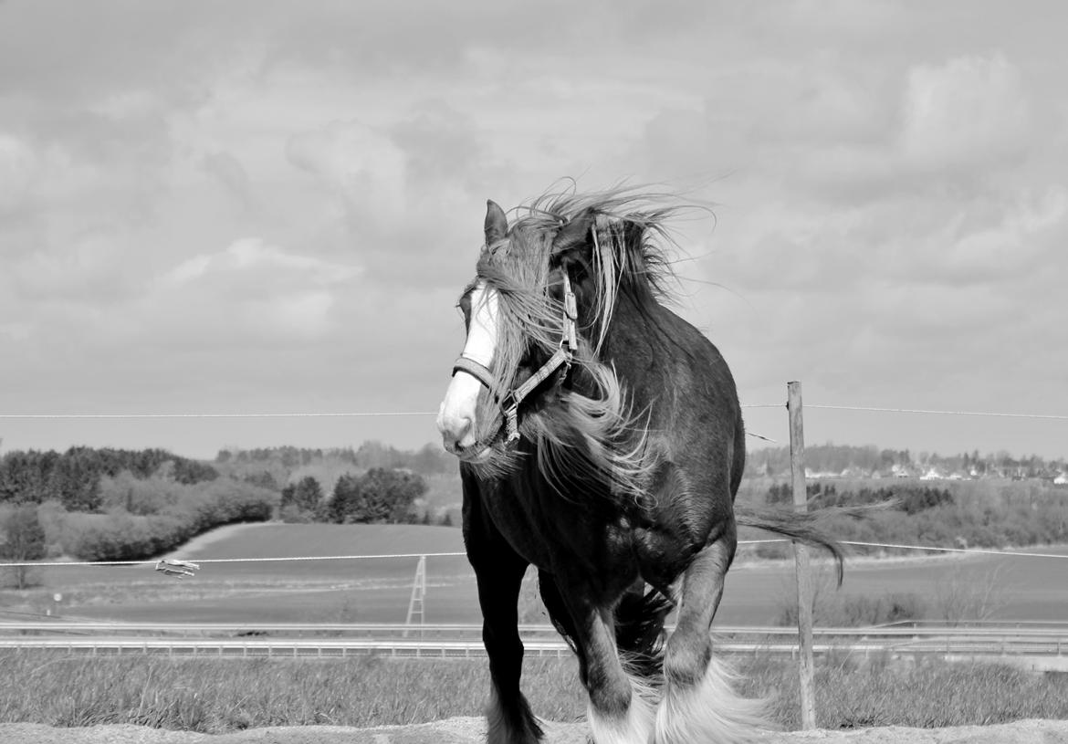 Tinker Red Aicha - April 2014 billede 19