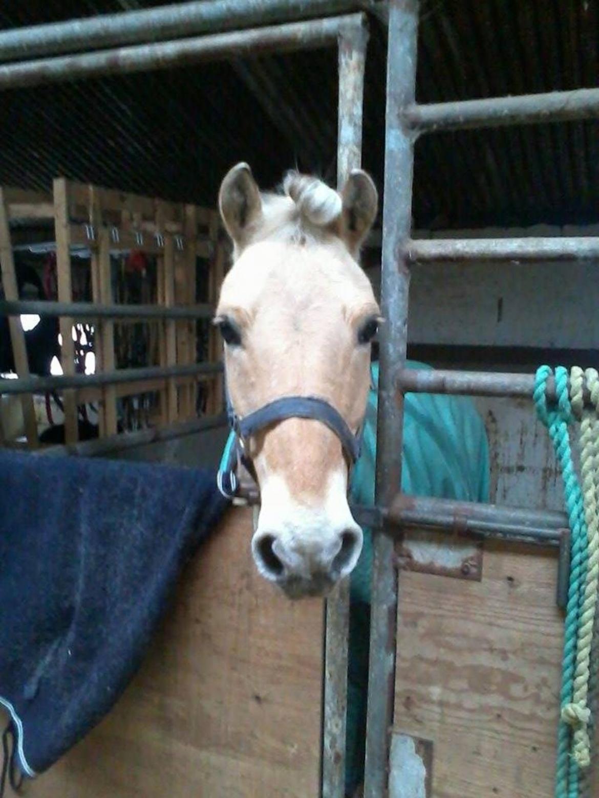 Anden særlig race R.I.P værtens beste pony Polle<3<3 - hygger efter træning <3 billede 13