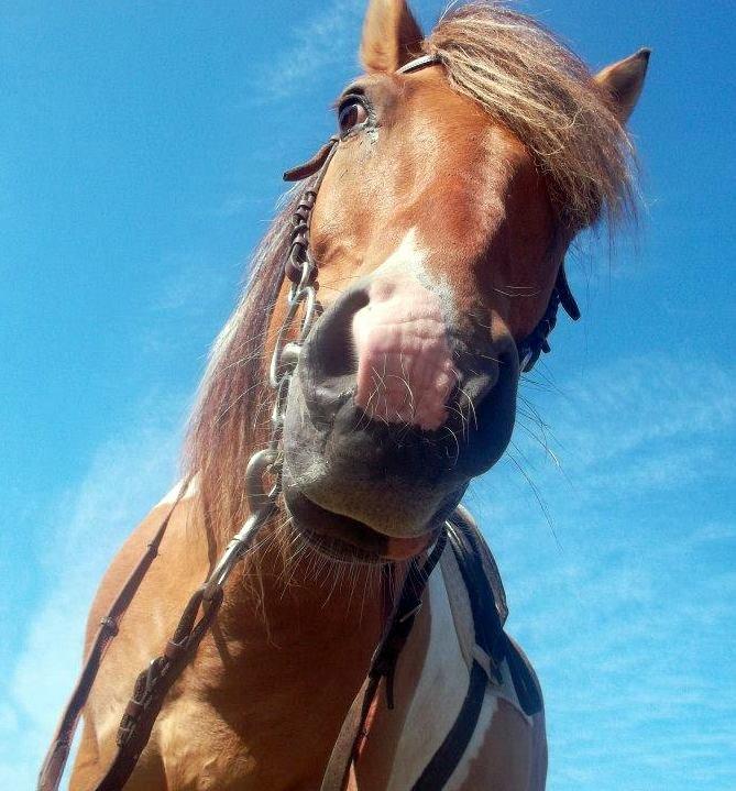 Anden særlig race Marusch billede 2