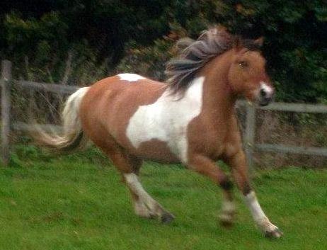 Anden særlig race Marusch billede 4