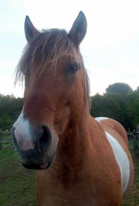 Anden særlig race Marusch billede 5