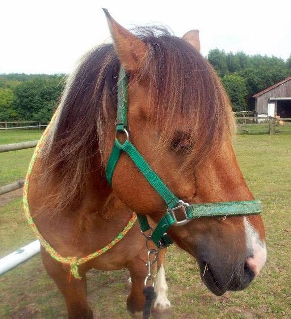 Anden særlig race Marusch billede 7