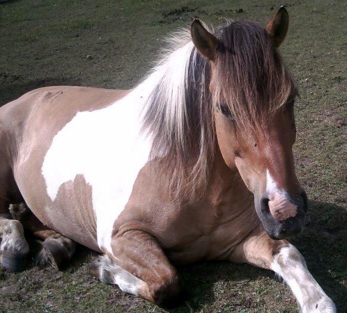 Anden særlig race Marusch billede 8