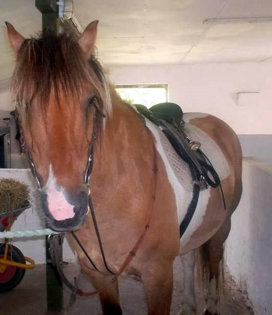 Anden særlig race Marusch billede 9