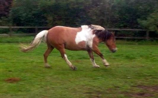 Anden særlig race Marusch billede 10