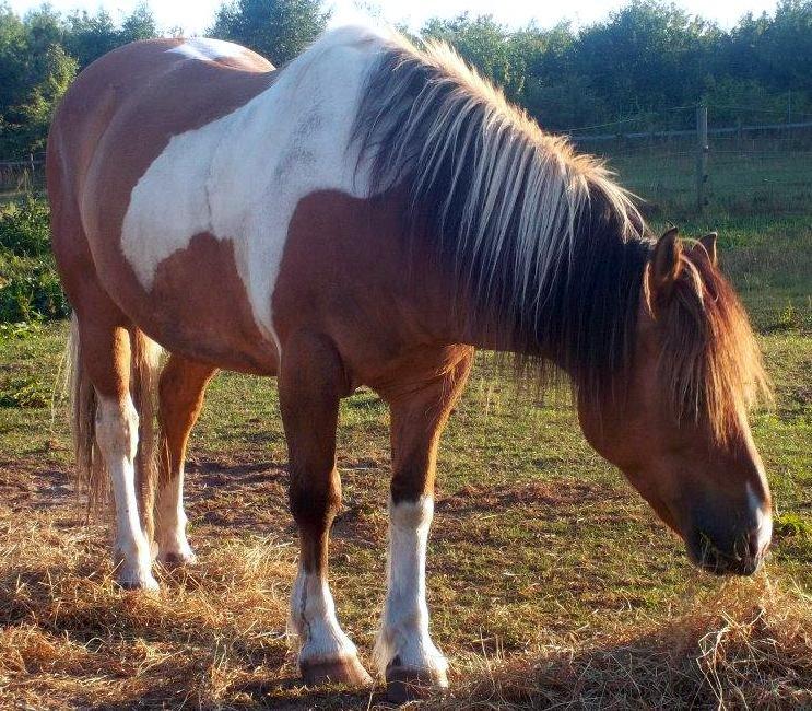 Anden særlig race Marusch billede 11