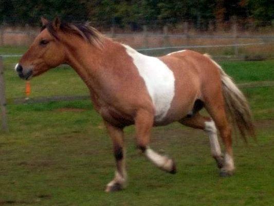 Anden særlig race Marusch billede 12