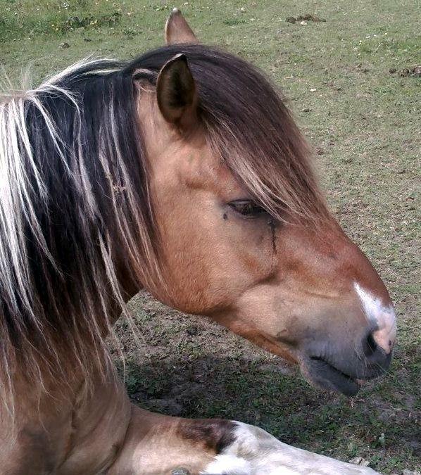 Anden særlig race Marusch billede 13