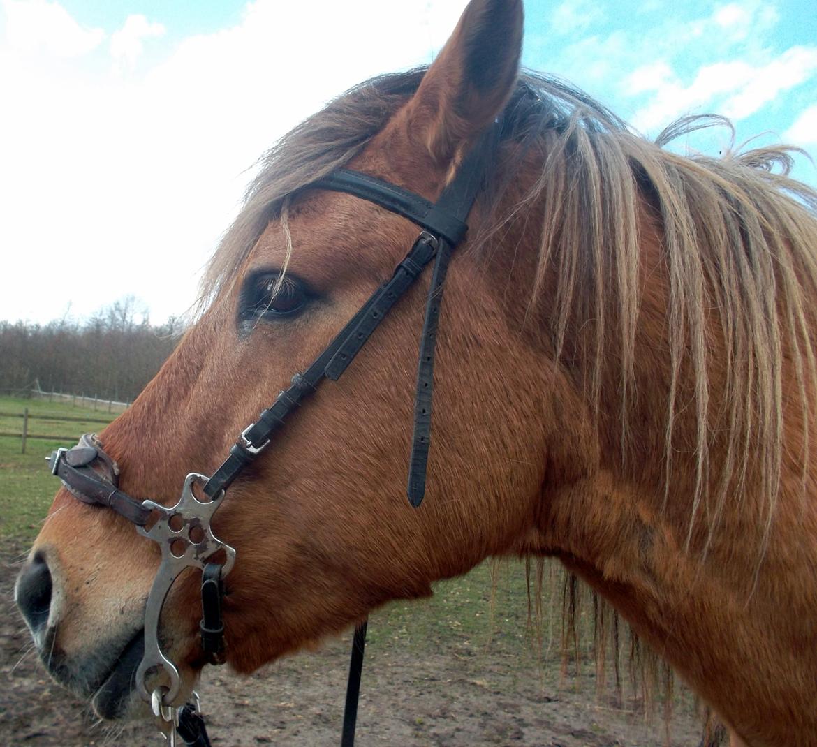 Anden særlig race Marusch billede 1