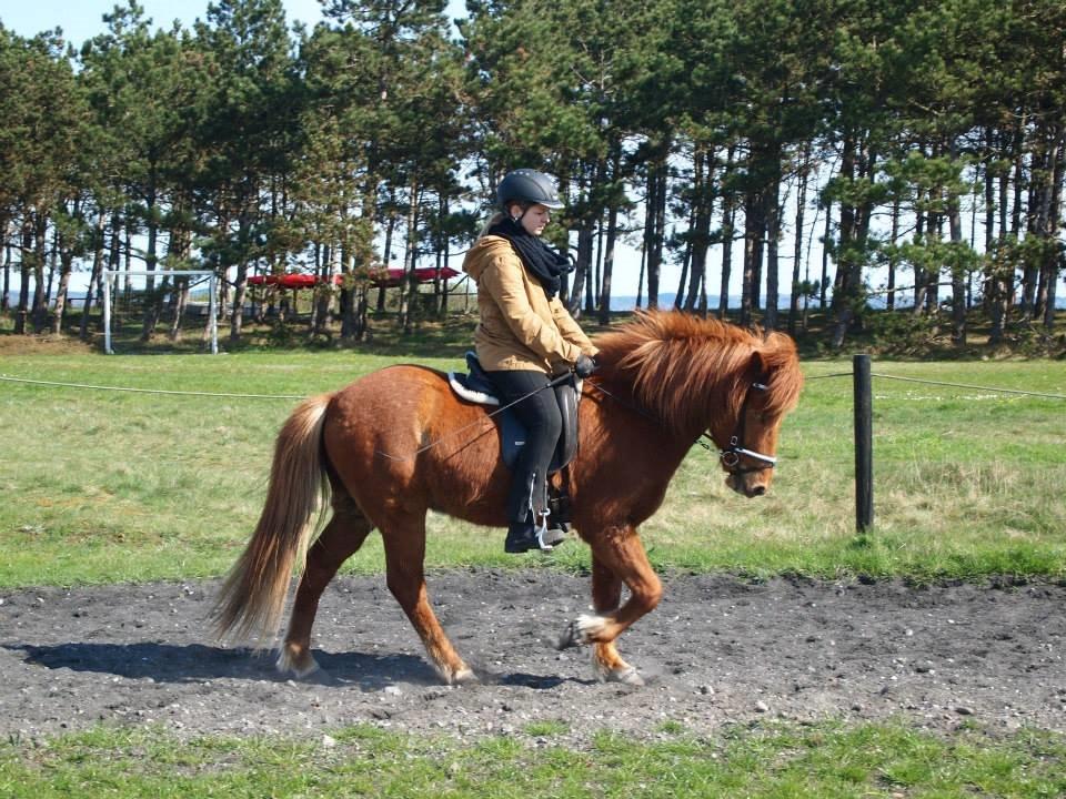 Islænder Fleygur frá Litlu-Sandvík (Flyve) - Lidt træning. billede 18