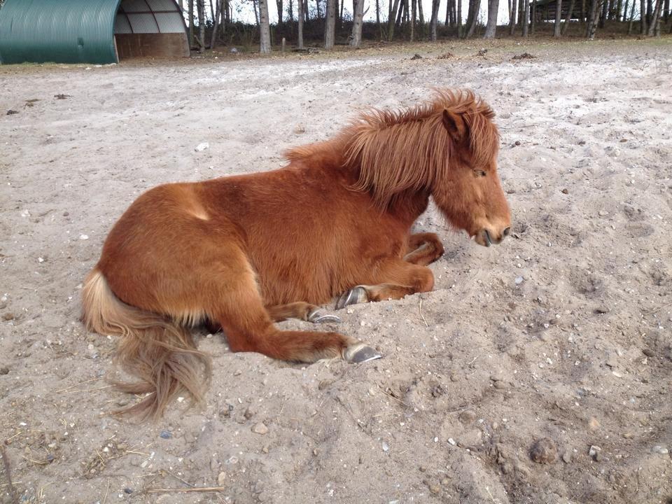 Islænder Fleygur frá Litlu-Sandvík (Flyve) - Hygge på folden <3 billede 19