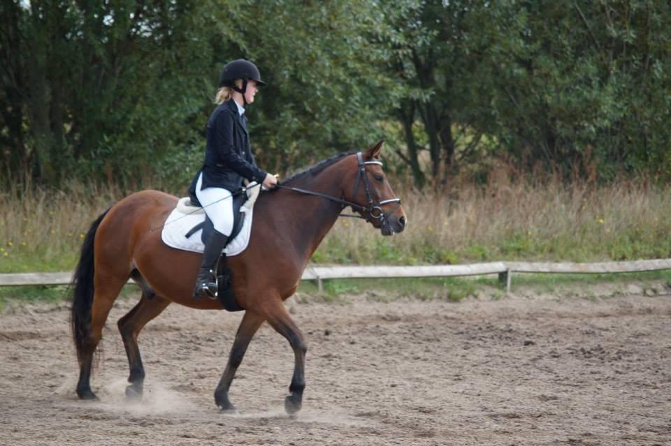 DSP Snorgaardens Monty - efterår 2013 billede 10