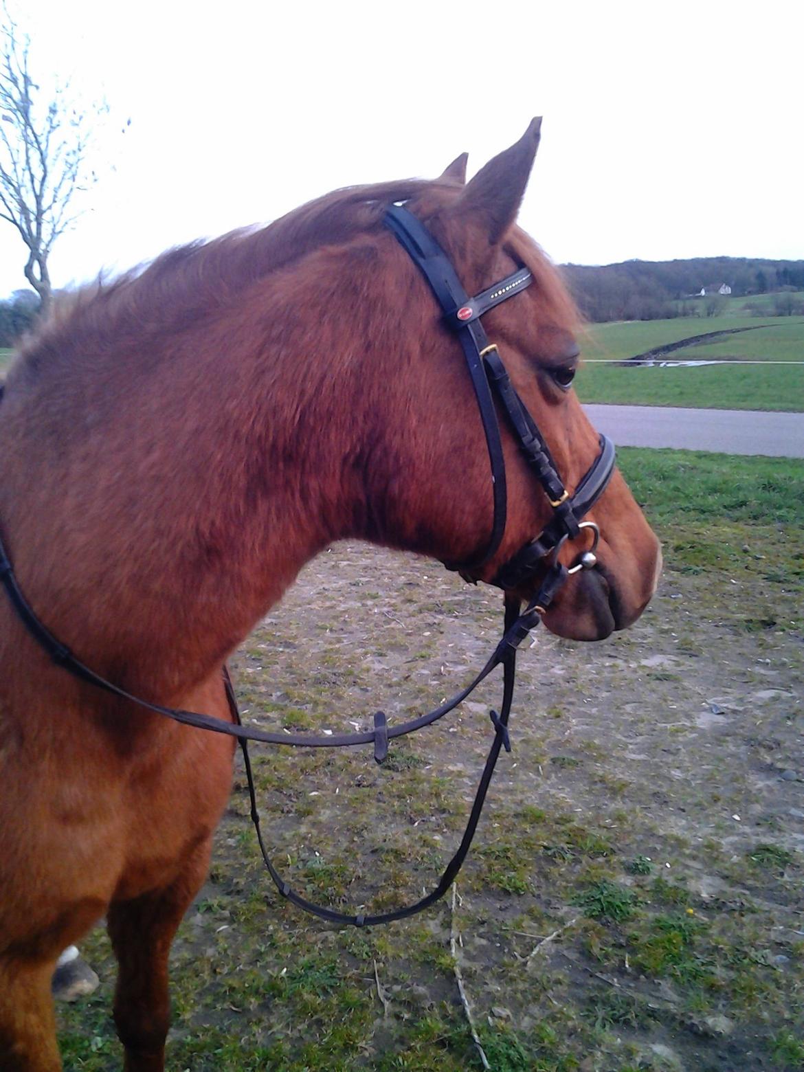 Anden særlig race Nepit billede 26