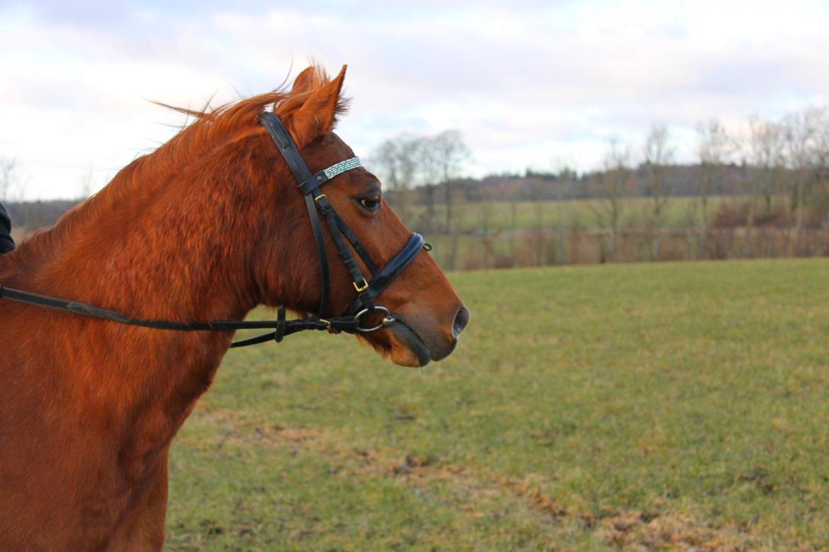 Anden særlig race Nepit billede 3