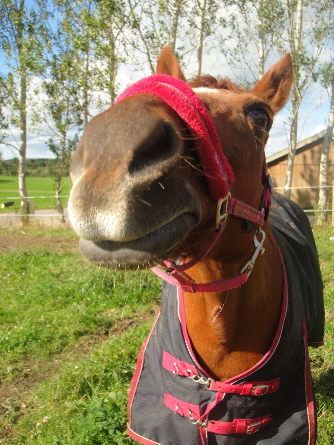 Anden særlig race Nepit billede 6