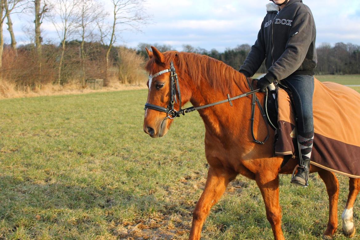 Anden særlig race Nepit billede 5