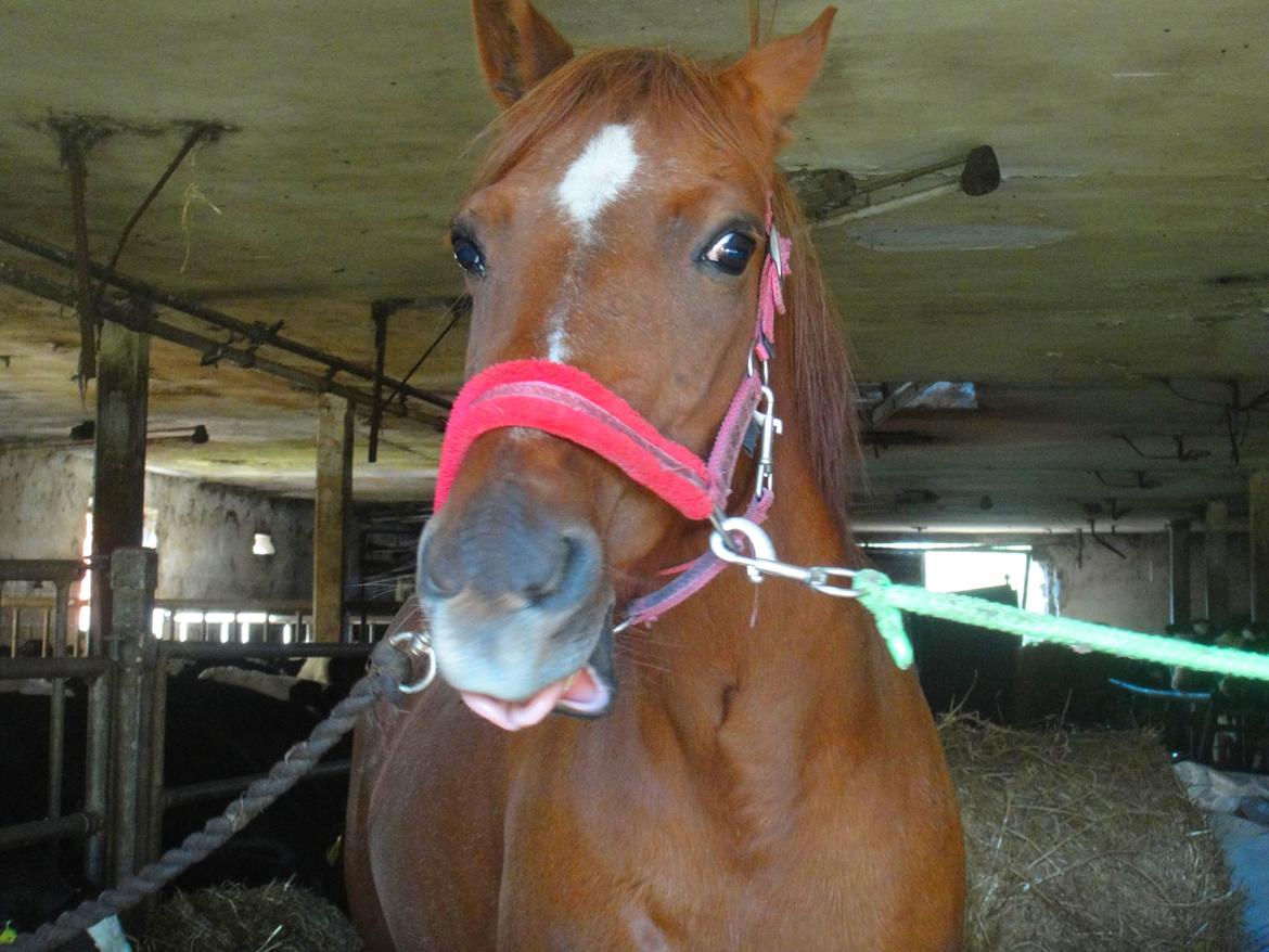 Anden særlig race Nepit billede 9