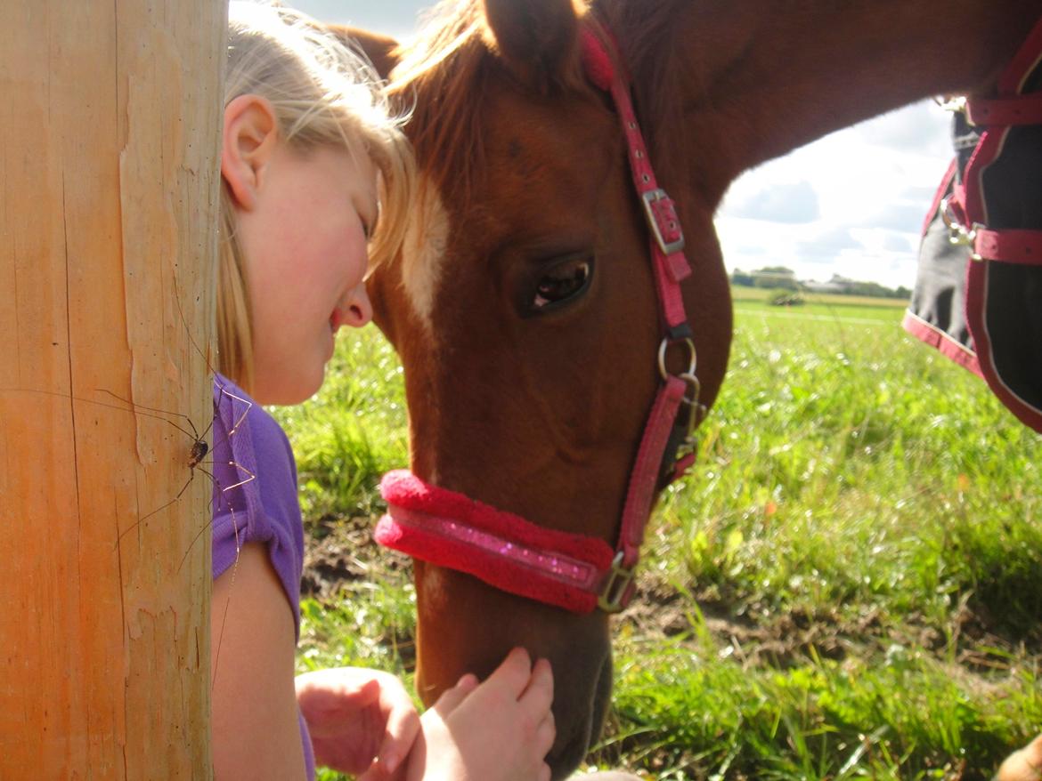 Anden særlig race Nepit billede 7